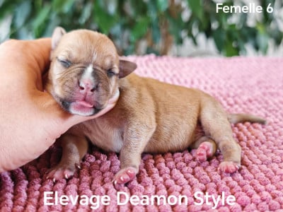 Les chiots de American Staffordshire Terrier