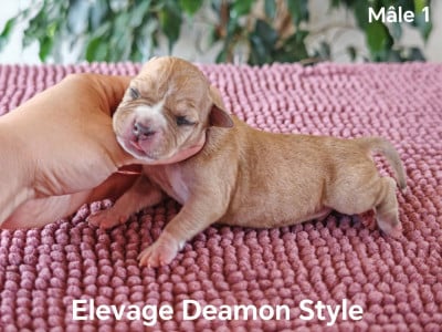 Les chiots de American Staffordshire Terrier