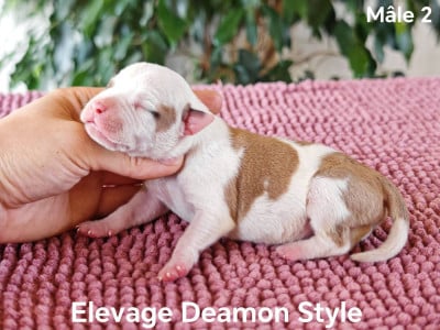 Les chiots de American Staffordshire Terrier