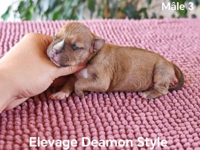 Les chiots de American Staffordshire Terrier