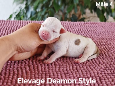 Les chiots de American Staffordshire Terrier