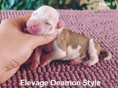 Les chiots de American Staffordshire Terrier