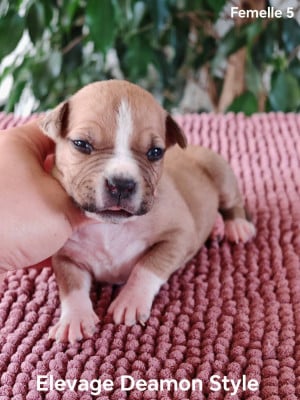 Les chiots de American Staffordshire Terrier