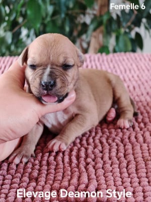 Les chiots de American Staffordshire Terrier
