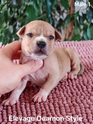 Les chiots de American Staffordshire Terrier