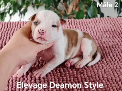 Les chiots de American Staffordshire Terrier