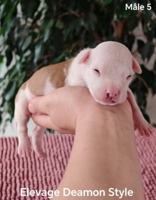 Les chiots de American Staffordshire Terrier