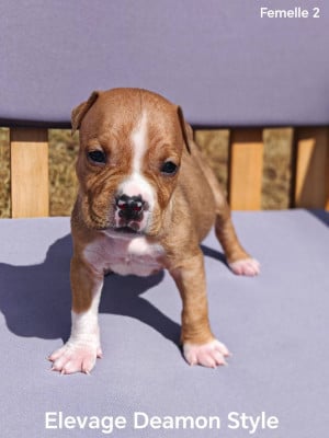 Les chiots de American Staffordshire Terrier