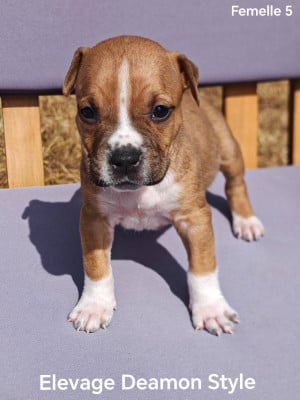 Les chiots de American Staffordshire Terrier