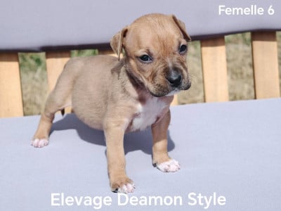 Les chiots de American Staffordshire Terrier