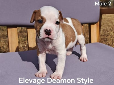 Les chiots de American Staffordshire Terrier