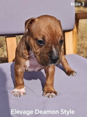 Les chiots de American Staffordshire Terrier