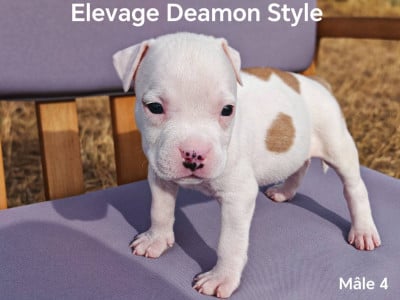 Les chiots de American Staffordshire Terrier