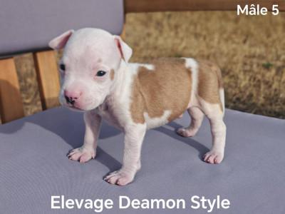 Les chiots de American Staffordshire Terrier