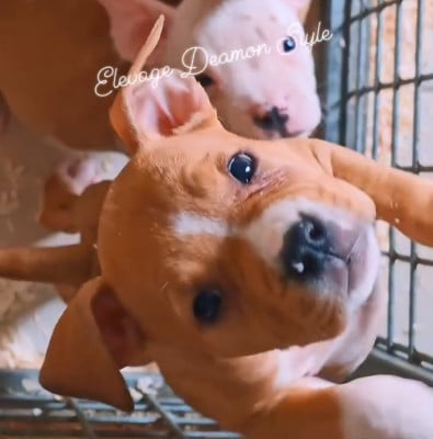 Les chiots de American Staffordshire Terrier