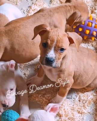 Les chiots de American Staffordshire Terrier