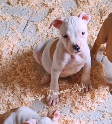 Les chiots de American Staffordshire Terrier