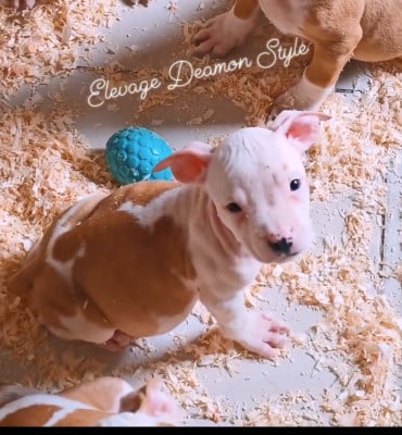 Les chiots de American Staffordshire Terrier
