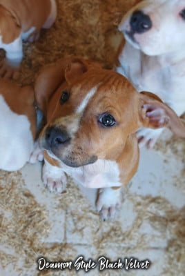 Les chiots de American Staffordshire Terrier