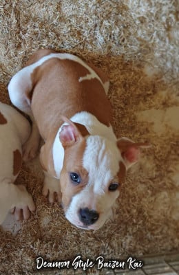 Les chiots de American Staffordshire Terrier