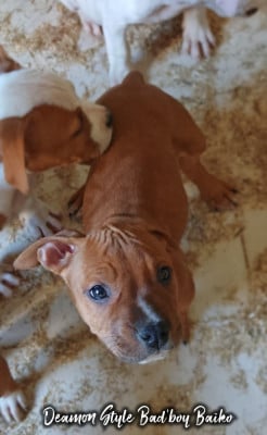 Les chiots de American Staffordshire Terrier