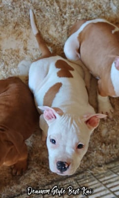 Les chiots de American Staffordshire Terrier