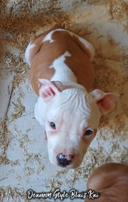 Les chiots de American Staffordshire Terrier