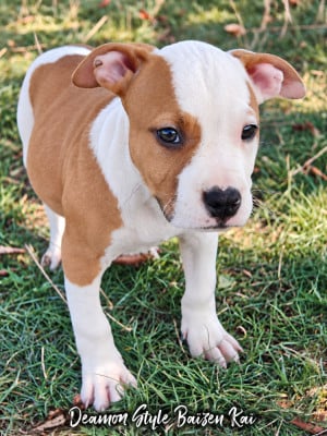 Les chiots de American Staffordshire Terrier