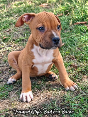 Les chiots de American Staffordshire Terrier