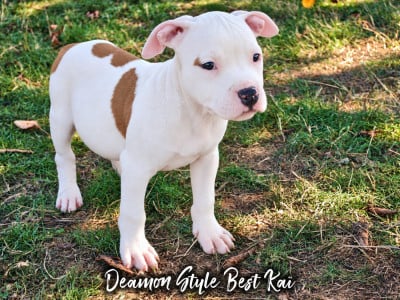 Les chiots de American Staffordshire Terrier
