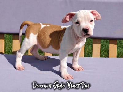 Les chiots de American Staffordshire Terrier