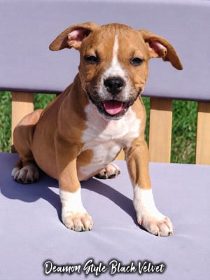 Les chiots de American Staffordshire Terrier
