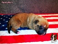 American Staffordshire Terrier - Deamon Style
