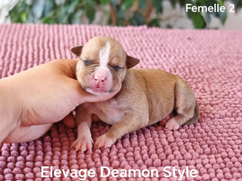 American Staffordshire Terrier - Deamon Style