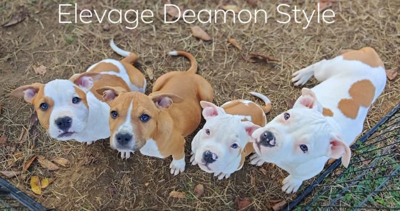 American Staffordshire Terrier - Deamon Style