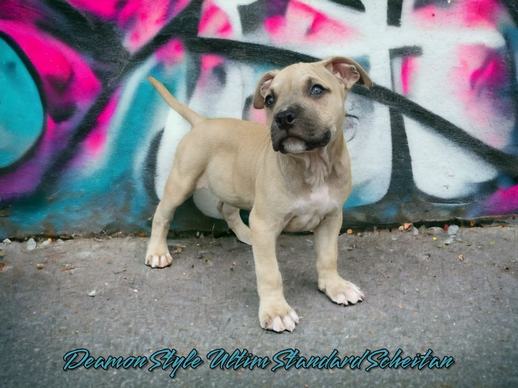 Ultim' Standard Scheitan