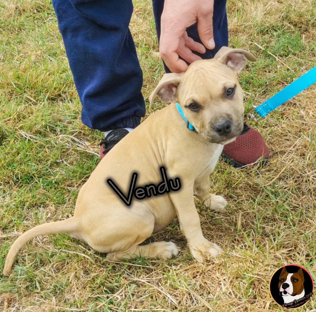 Ultim' Standard Scheitan