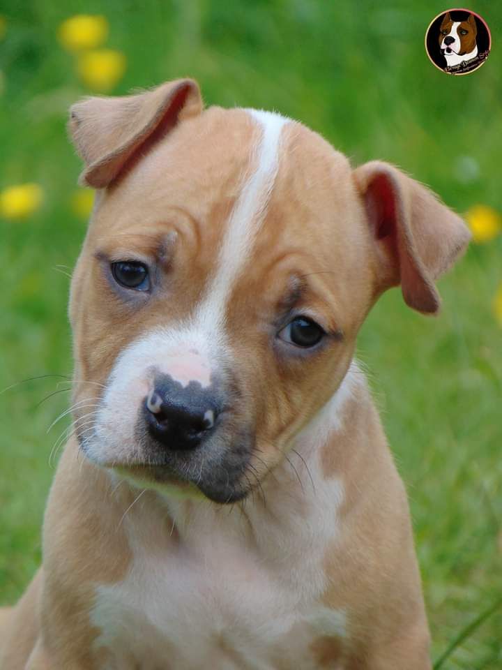 Uni'color Prince Golden King