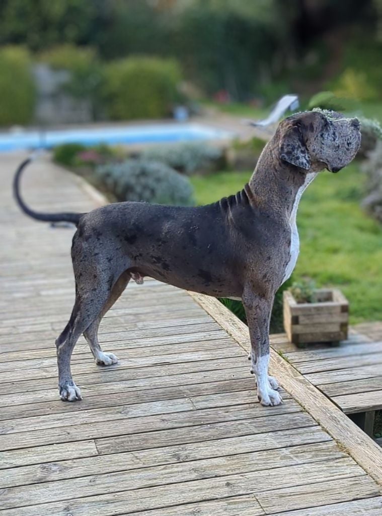 CH. Mch shalom Du Haut Dagour