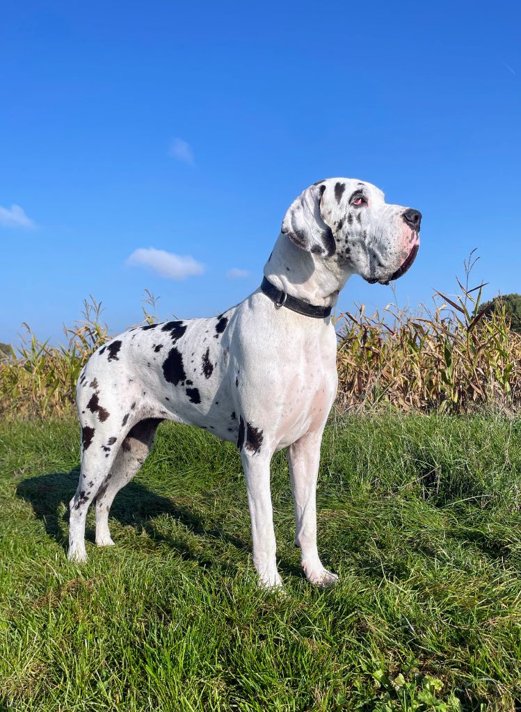 CH. mch ultima Du Haut Dagour