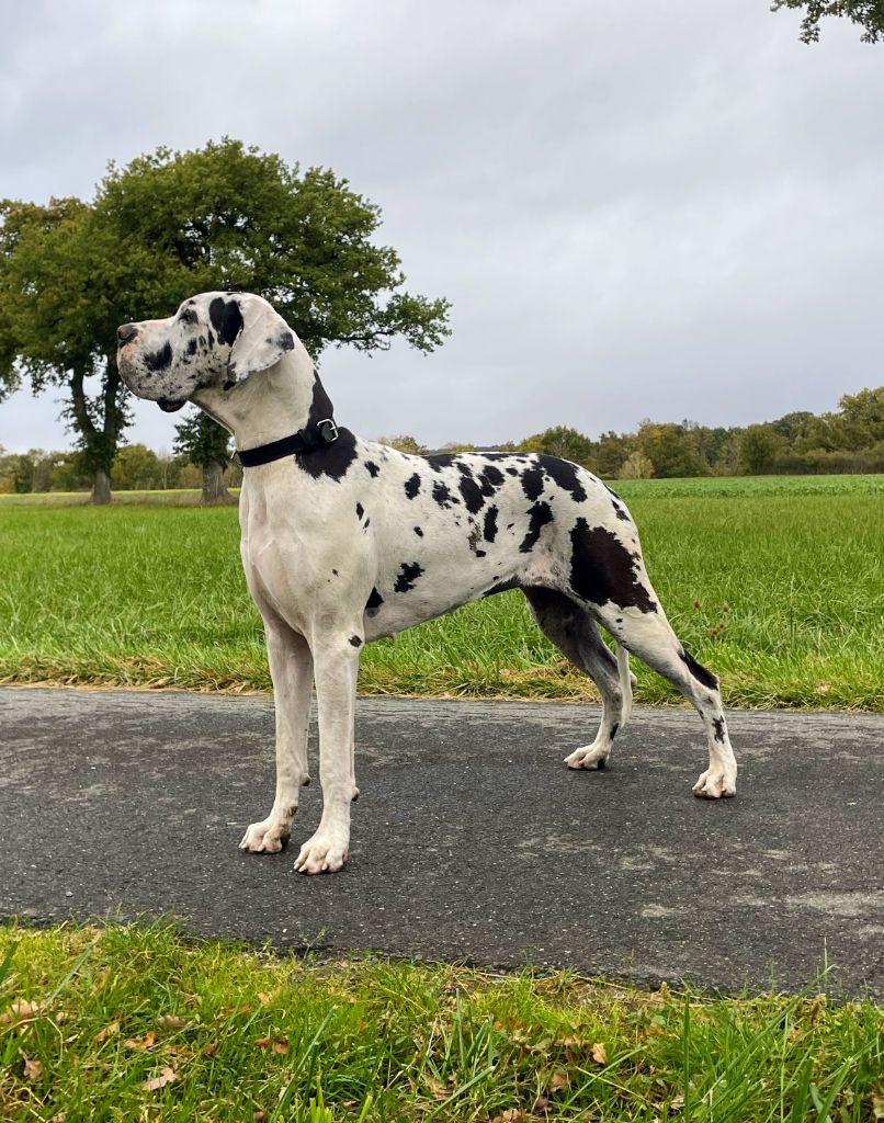 CH. mch ultima Du Haut Dagour