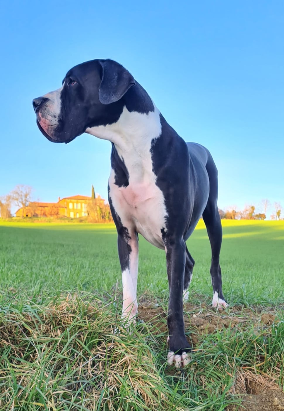 Ubiwan Du Haut Dagour