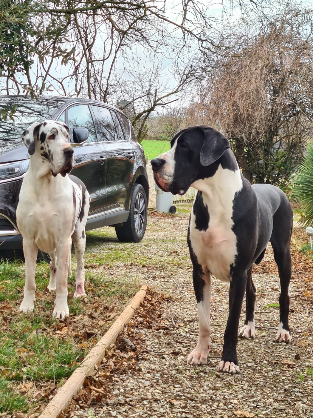 Ubiwan Du Haut Dagour