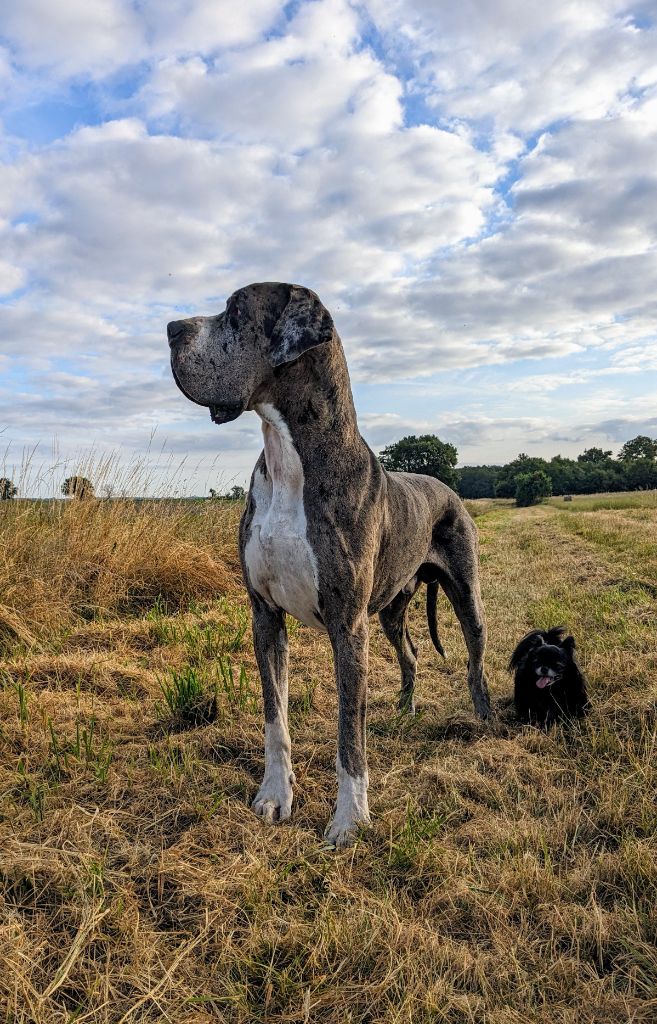 CH. Mch shalom Du Haut Dagour