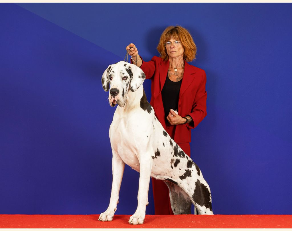 CH. mch ultima Du Haut Dagour