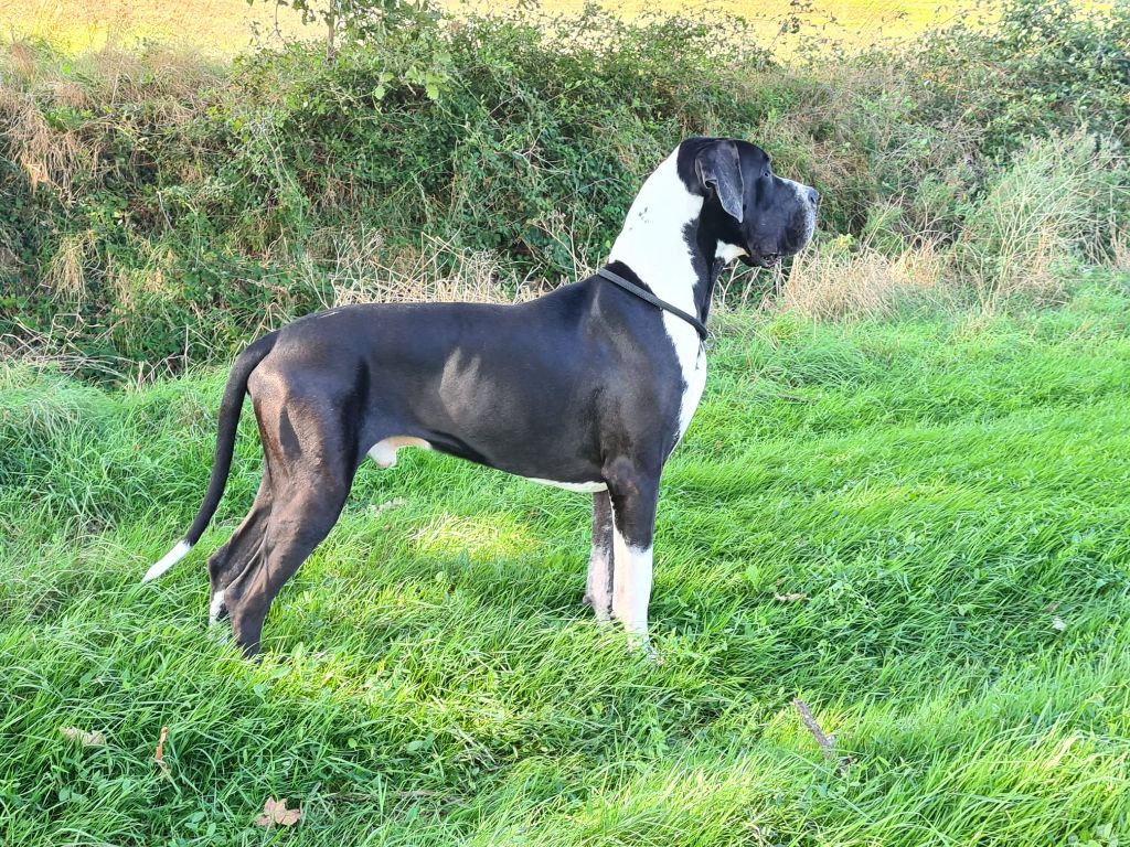 Ubiwan Du Haut Dagour