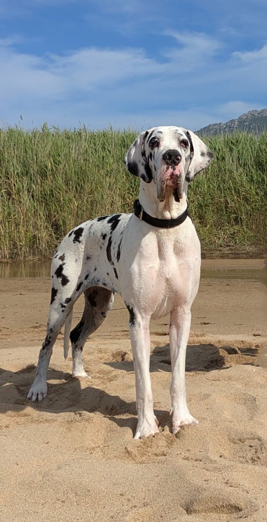 CH. mch ultima Du Haut Dagour