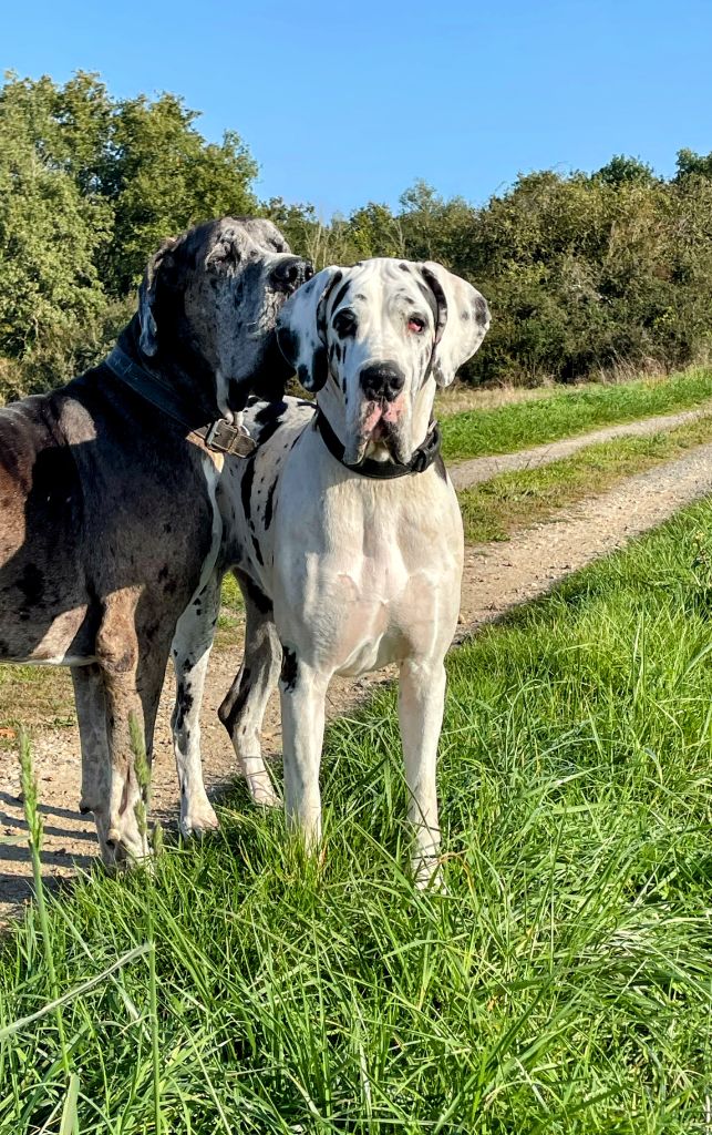 CH. mch ultima Du Haut Dagour