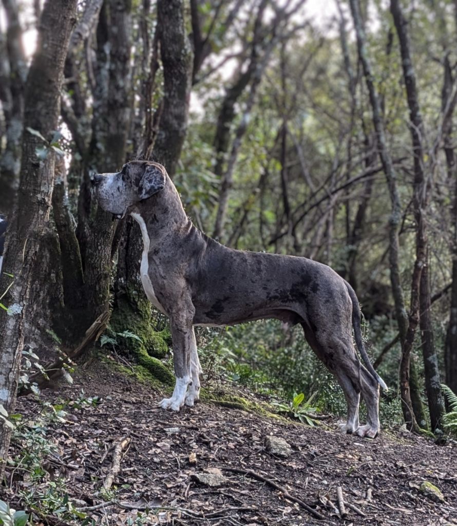 CH. Mch shalom Du Haut Dagour