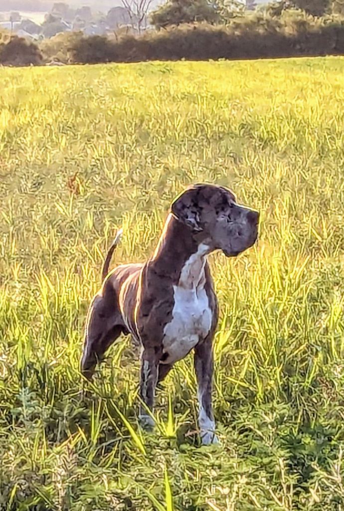 CH. Mch shalom Du Haut Dagour